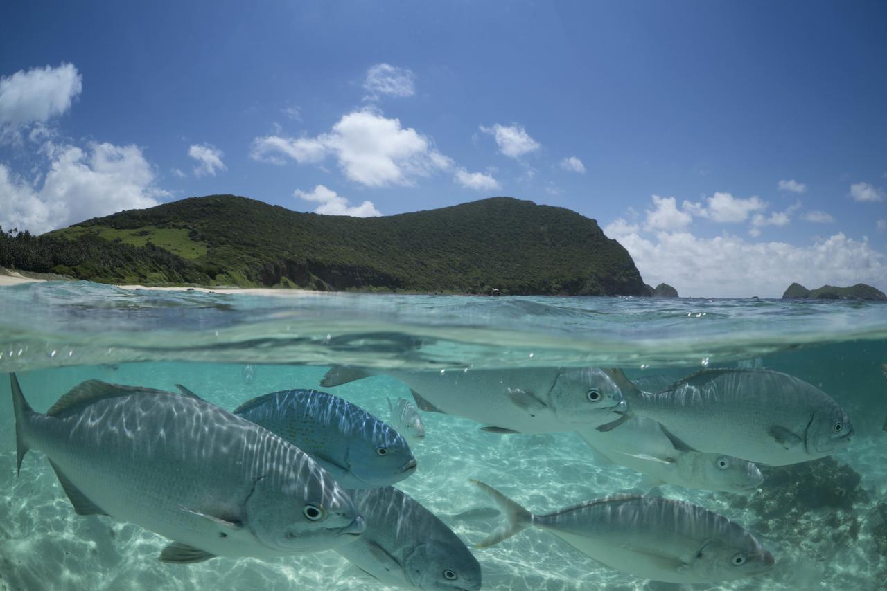 Lord Howe Island 아라질라 리트리트 빌라 외부 사진