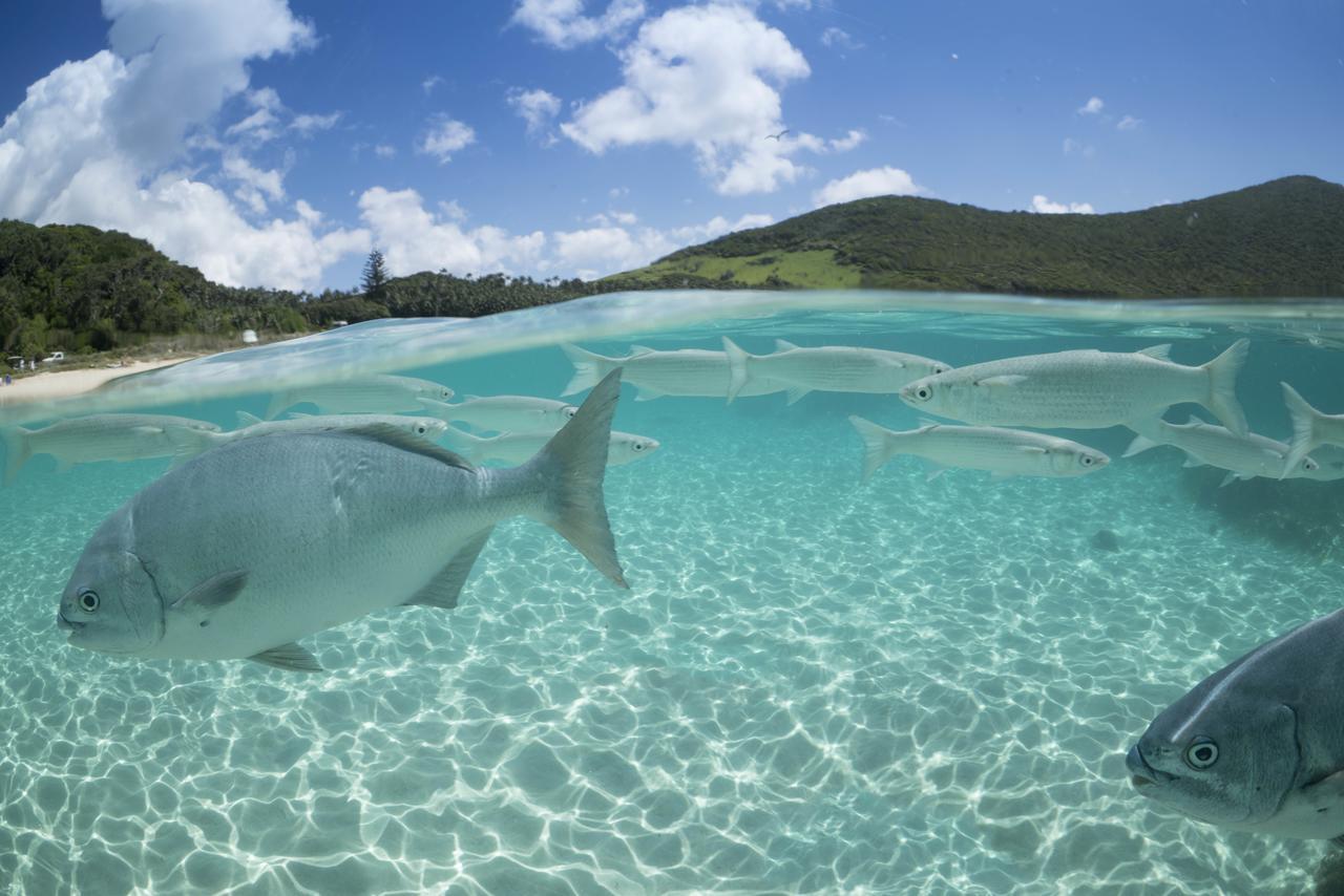 Lord Howe Island 아라질라 리트리트 빌라 외부 사진